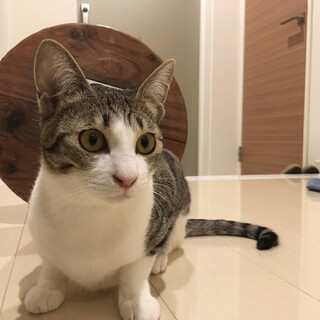 キュートなお嬢さん