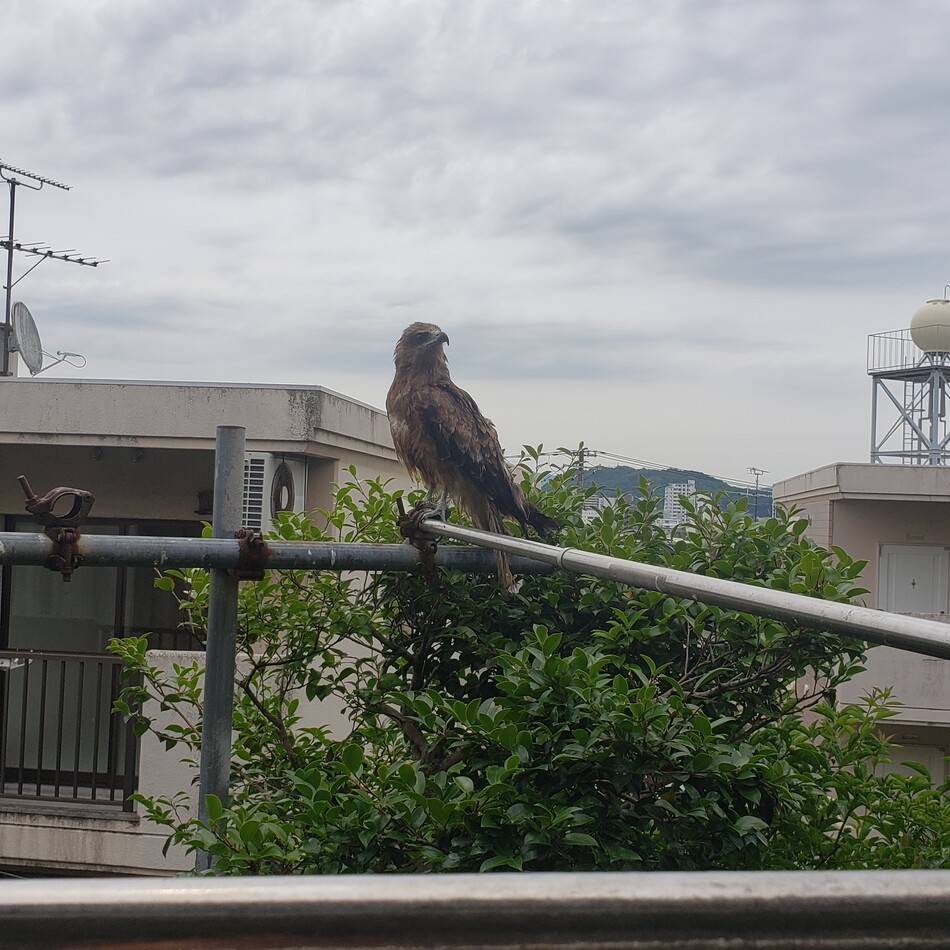 おはぎのカバー写真