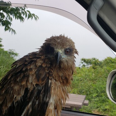 コレでも純粋な野鳥です