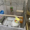 オカメインコの里親募集