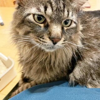 元気なエイズキャリア♡甘えん坊長毛猫