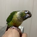 ウロコインコの里親募集