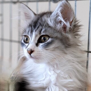 ふぇざ♡家族ができました