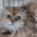 【エブリ】おかげさまで里親さまが決まりました