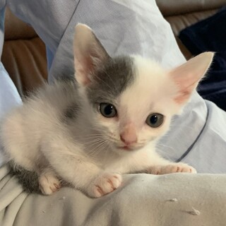 生後３ヶ月マイペースな男の子〈アズキちゃん（仮）〉