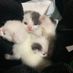 2ヶ月子猫４兄妹　里親さんを探しています。