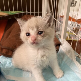 【一ヶ月半】マイペースなサン