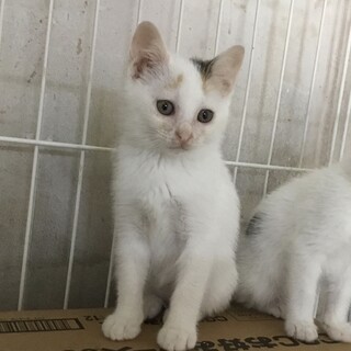 終生飼える方求む