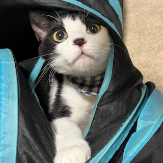 はじめは緊張しちゃうけど人も猫も大好き！ココくん