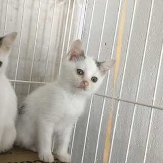 終生飼える方求む