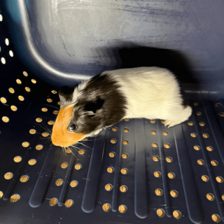 【再募集】イングリッシュモルモットの子供♂