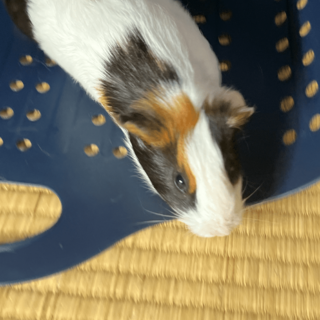 イングリッシュモルモットの子供♀