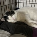 白黒ブチハチワレのフカフカ大きな甘えん坊おもちくん
