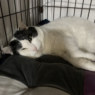 白黒ブチハチワレのフカフカ大きな甘えん坊おもちくん