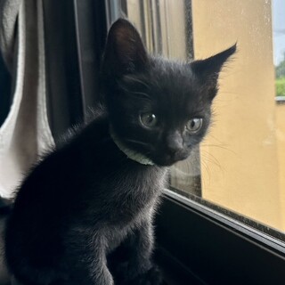 ミルクっ子　性格華丸　やんちゃ黒猫