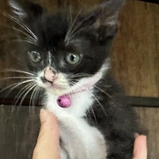 ミルクっ子　性格華丸　お鼻の模様が魅力的