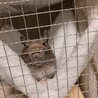 愛萌ママ