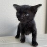 黒猫ミーくん(仮)。 サムネイル2