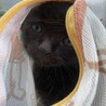 黒猫ミーくん(仮)。 サムネイル3