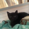 黒猫ミーくん(仮)。 サムネイル4