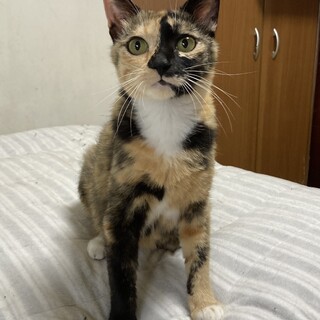 愛情豊かに6匹育てたサビ三毛☆サニーママ　