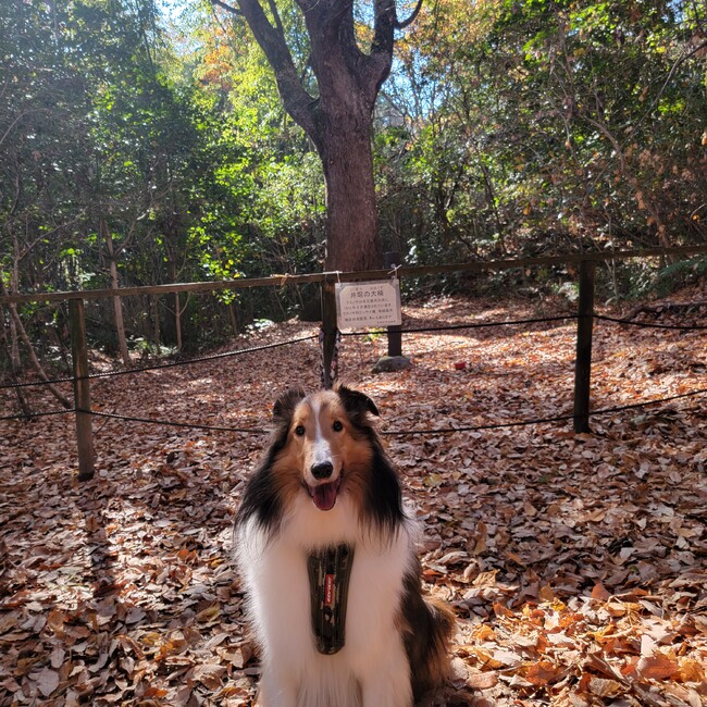 けんぷうこのカバー写真