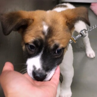 なれなれやんちゃボーイ　たのたろうくん　1ヶ月