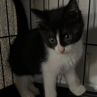 元気いっぱいのハチワレ美人♡涼葉ちゃん