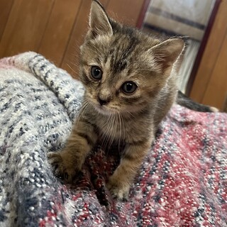 里親を探しています！