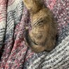 里親を探しています！ サムネイル2