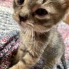 里親を探しています！ サムネイル3