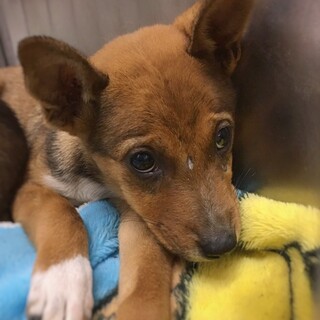 【相談中】かわいい子犬　ロロくん　2ヶ月