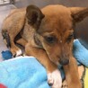 【相談中】かわいい子犬　ロロくん　2ヶ月 サムネイル2