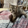 里親を探しています！ サムネイル4