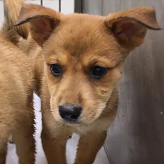 【相談中】かわいい子犬　ヤンくん　1ヶ月半