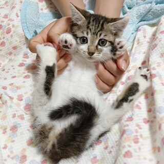 早期不妊手術済(耳カット有)1/3