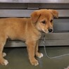 かわいい子犬　カンくん　1ヶ月半 サムネイル2