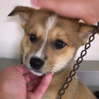 かわいい子犬　こめちゃん　1ヶ月
