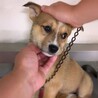 かわいい子犬　こめちゃん　1ヶ月 サムネイル2