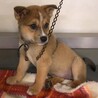 かわいい子犬　こめちゃん　1ヶ月 サムネイル3