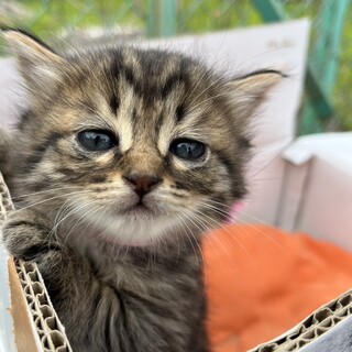 一時募集停止中・人慣れしたモフモフ３兄妹