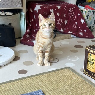 野良猫家族の茶トラ