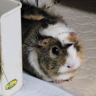 気が強くて食いしん坊の女の子