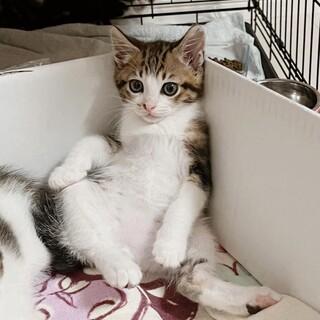 早期不妊手術済(耳カット有)2/3