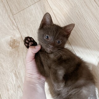 早期不妊手術済(耳カット有)チョコ色の男の子