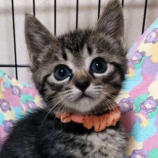 【6/18東銀座】オレンジちゃん2ヵ月弱♪