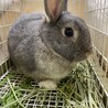 師走っこ　みらちゃん サムネイル2