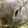 師走っこ　みらちゃん サムネイル3