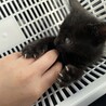 黒猫ミーくん(仮)。 サムネイル5