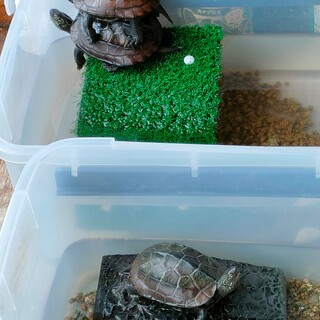 2023年6月掲載　昨年うまれたクサガメです